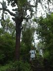 276 Dorothy & giant cactus tree.JPG (119 KB)
